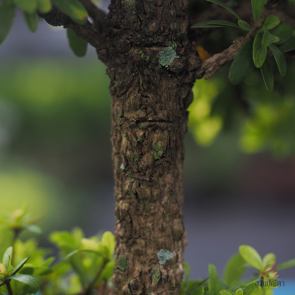 หูกระจงแคระ