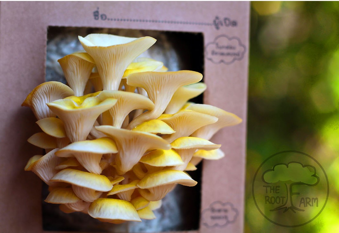 ชุดคิทเห็ดนางรมทองพร้อมเปิด (Mushroom Ready To Grow Kit)