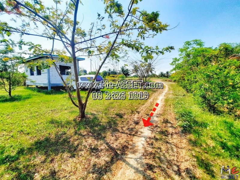 ขายที่ดินเปล่า ย่าน วัดละมุด บางแก้วฟ้า ห้วยพลู บางพระ : ใกล้บ้านปันสุขรีสอร์ทนครชัยศรี และสี่แยกวัดละมุด : 3-1-77.7 ไร่