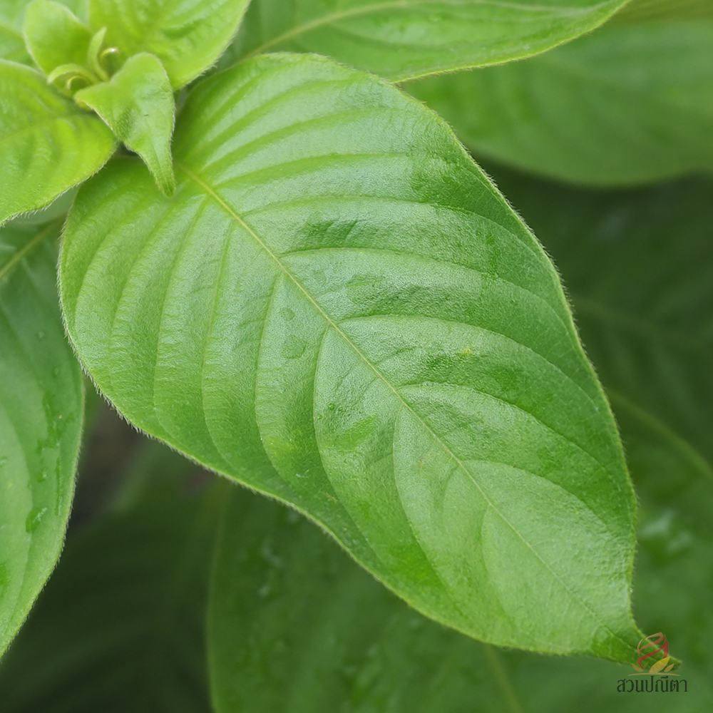 ดอนญ่าควีนสิริกิติ์