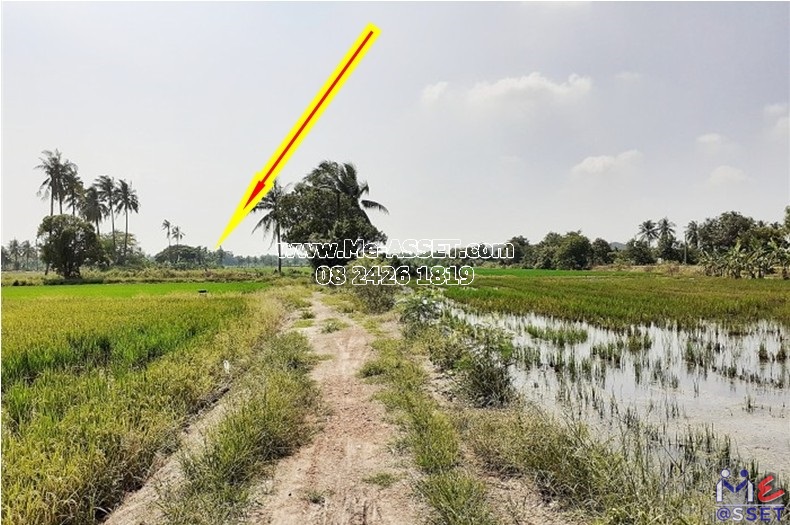 ขายที่ดินเปล่า ย่าน ลานตากฟ้า งิ้วราย มหาสวัสดิ์ : ใกล้ ม.พฤกษา 8 : 11-1-6 ไร่