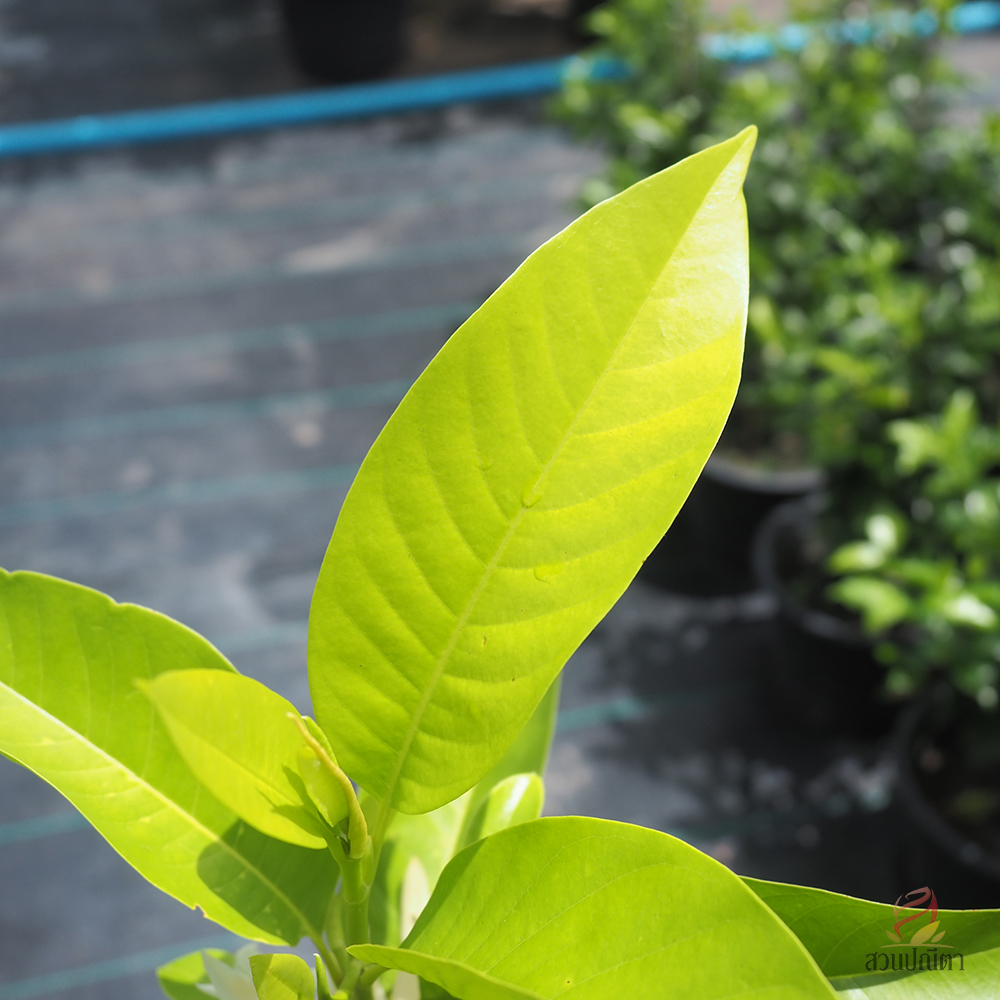 จำปี (ไซส์ถุง)