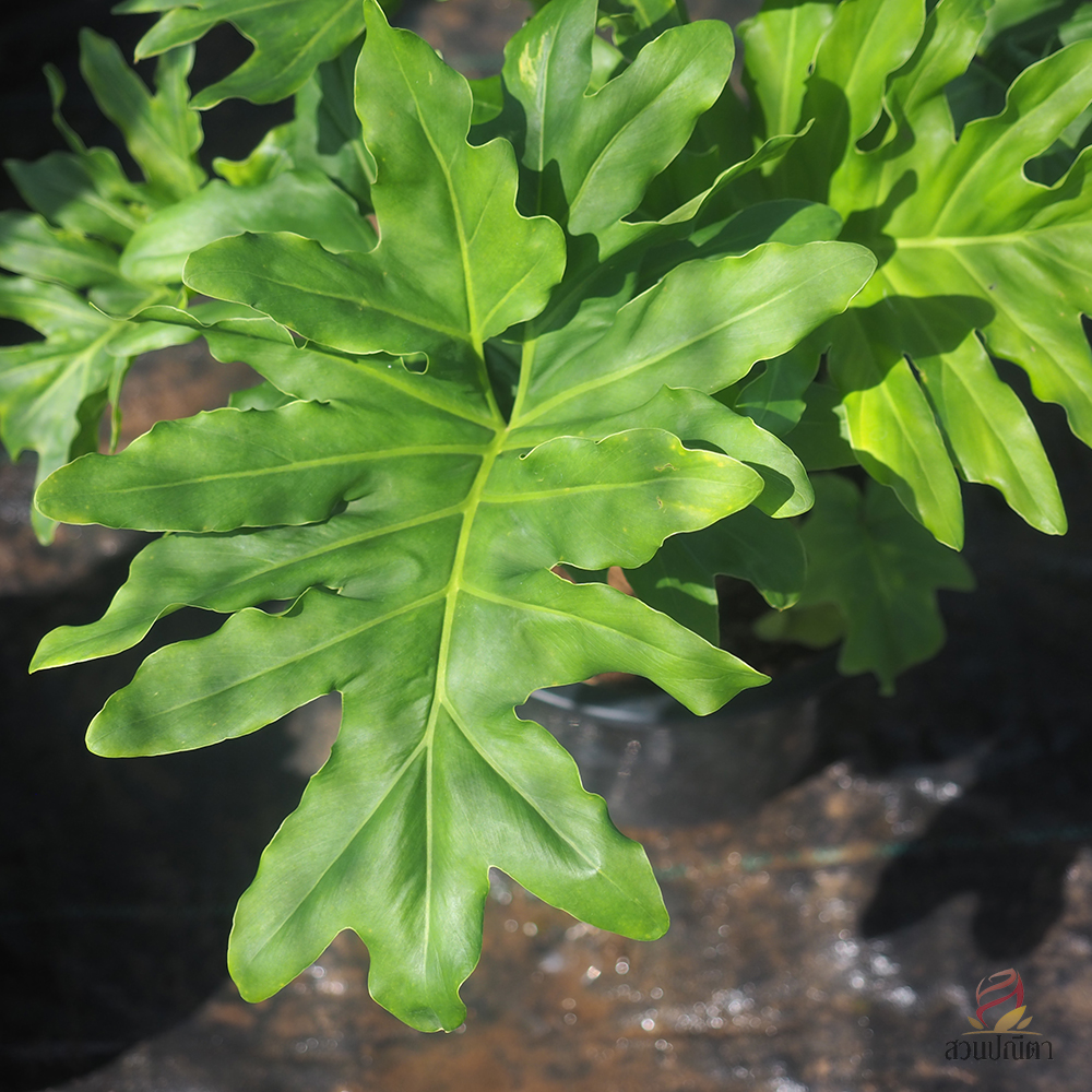 ฟิโลใบมะละกอ