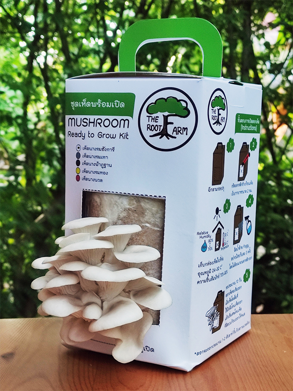 ชุดคิทเห็ดนางรมฮังการีพร้อมเปิด (Mushroom Ready To Grow Kit)