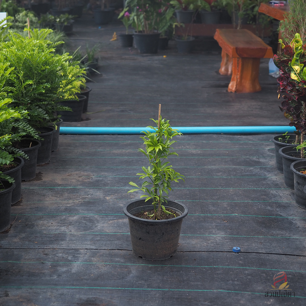 หนุมานประสานกาย