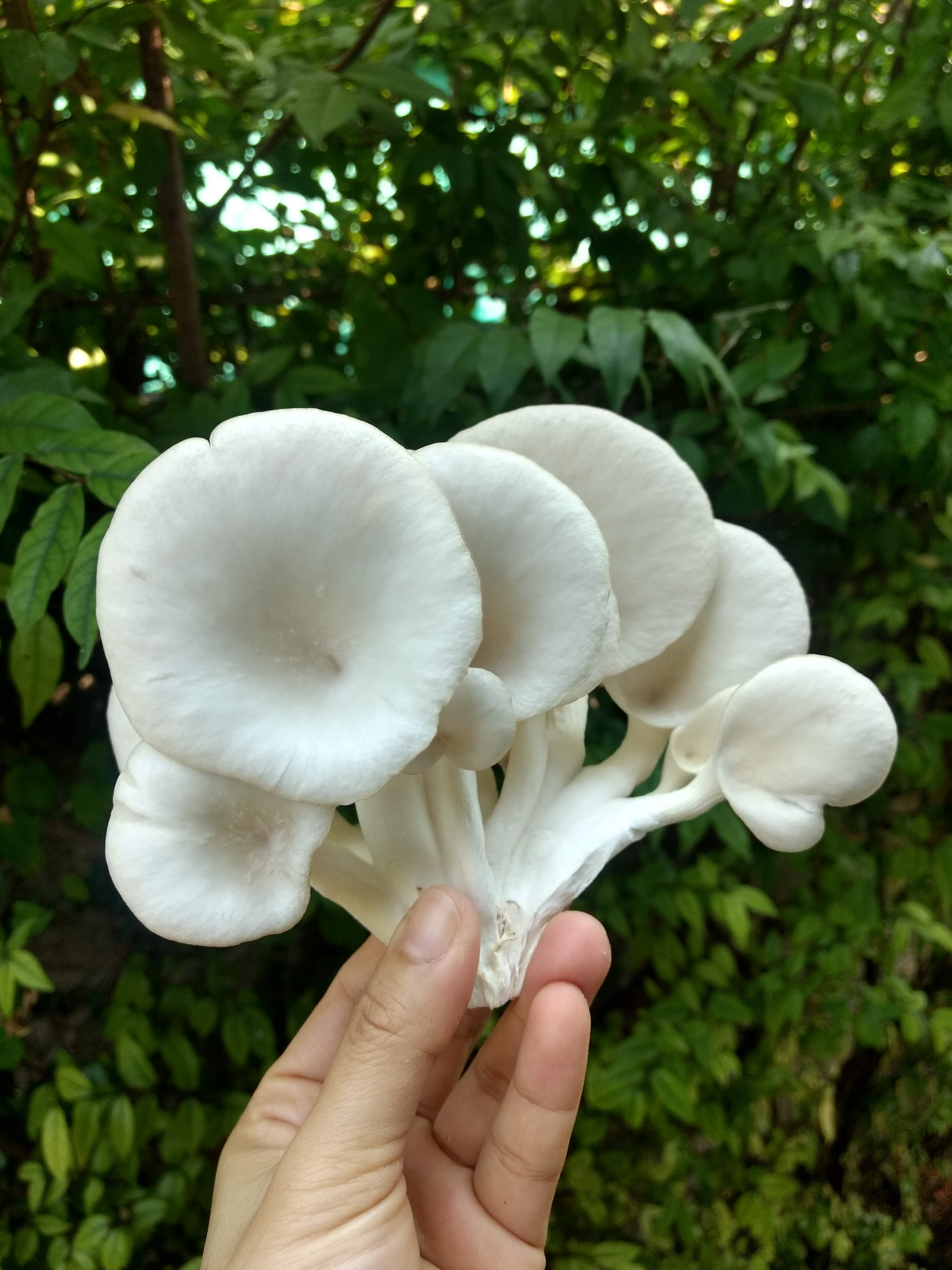 ชุดคิทเห็ดนางรมฮังการีพร้อมเปิด (Mushroom Ready To Grow Kit)