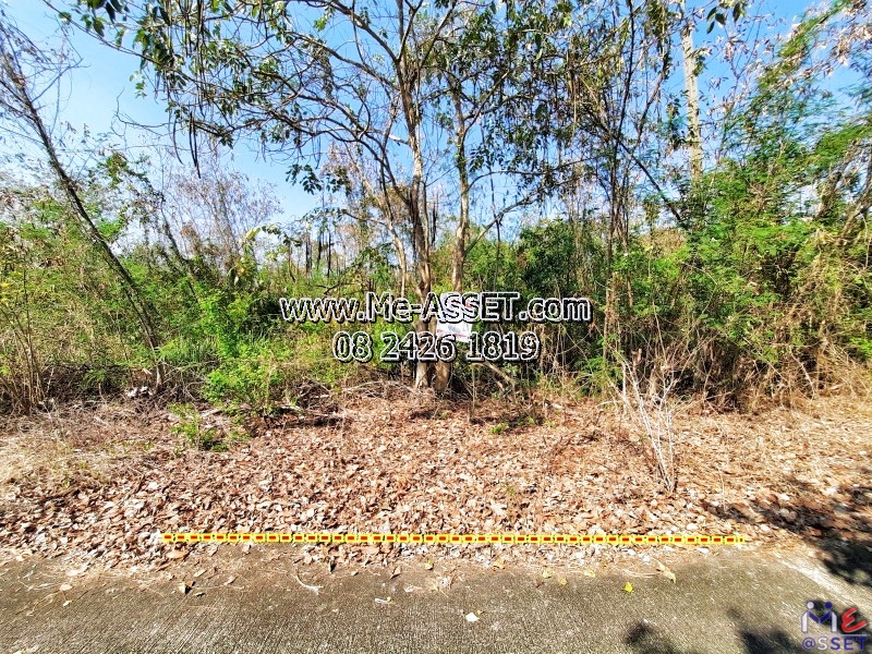 ขายที่ดินเปล่า ย่าน คลอง13 หนองงูเหลือม หนองสามวัง หนองเสือ ปทุมธานี : ใกล้ไพลินพันธุ์ไม้ ซ.อู่ช่างลี : 150 ตร.วา