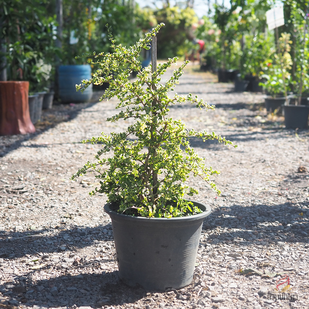 ชาฮกเกี้ยนด่าง