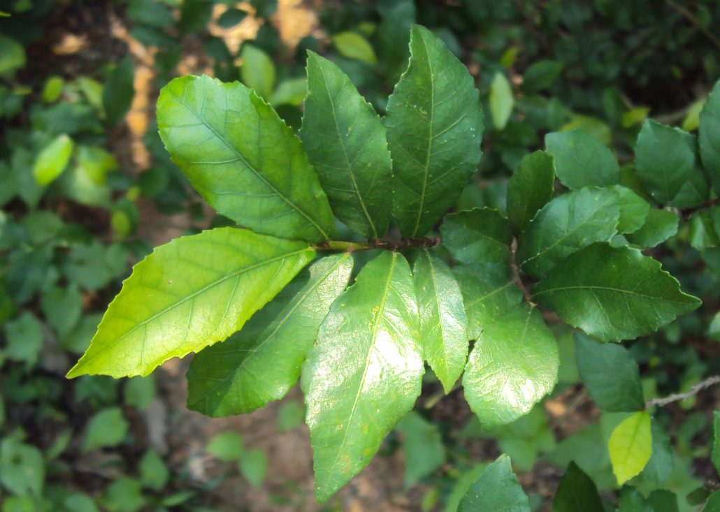 ข่อยรั้ว