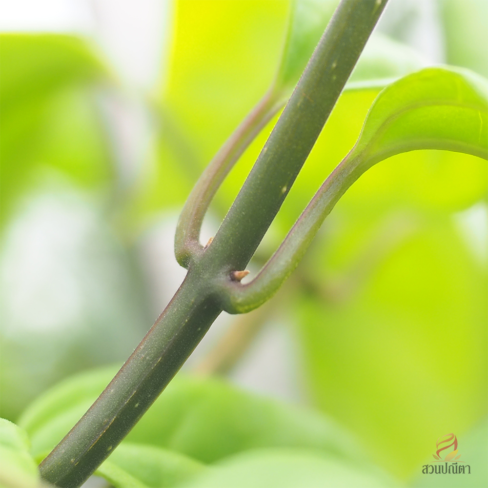 มังกรคาบแก้ว