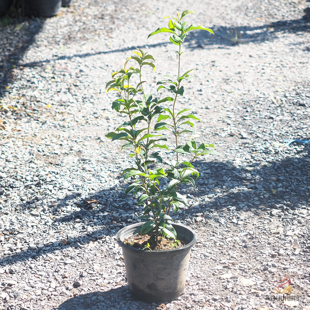 หอมหมื่นลี้