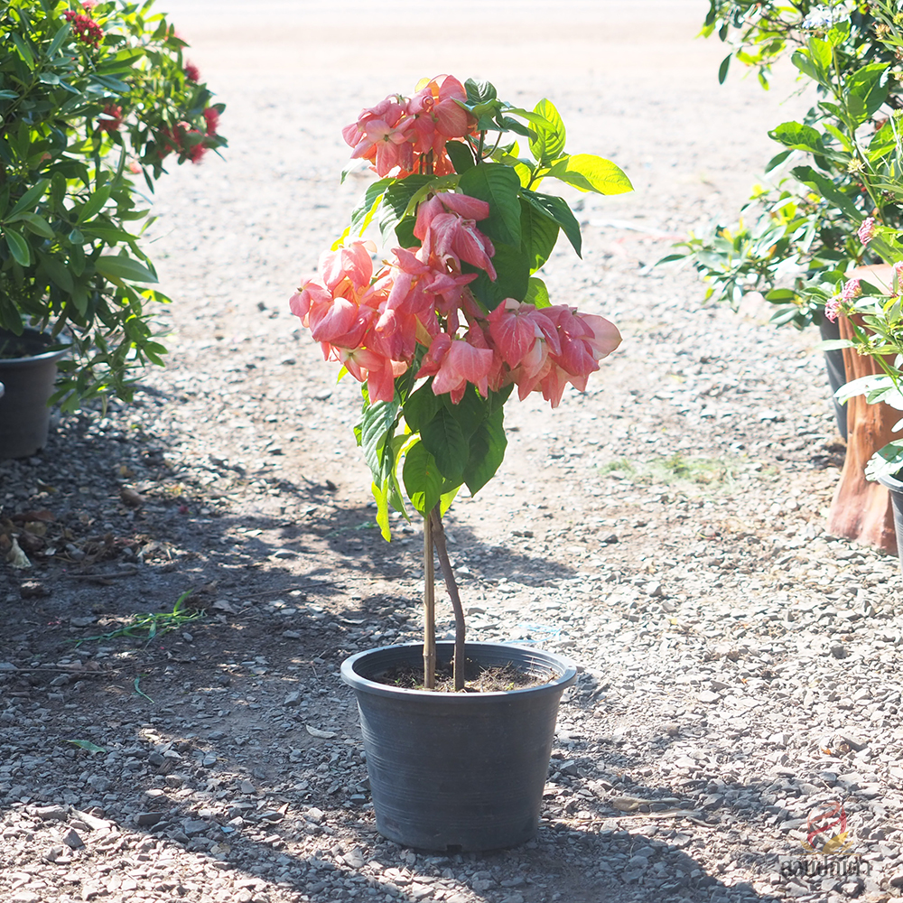 ดอนญ่าชมพู