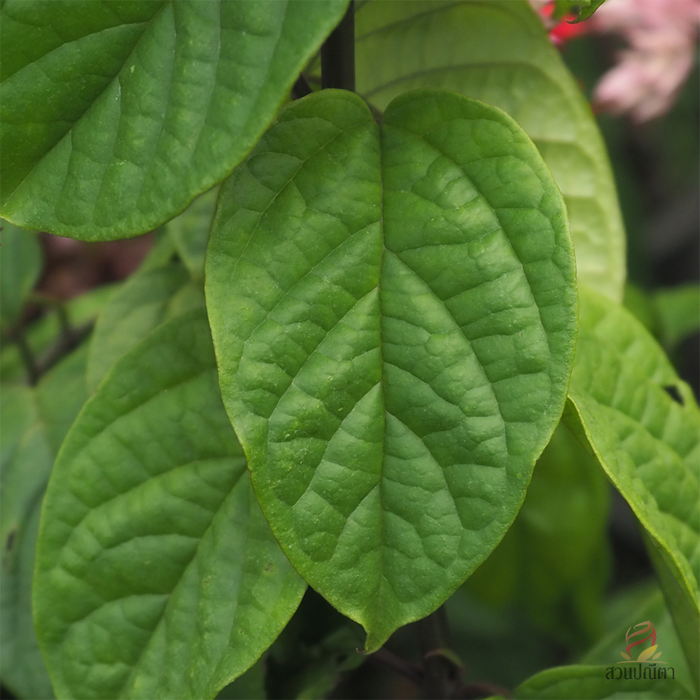 มังกรคาบแก้ว