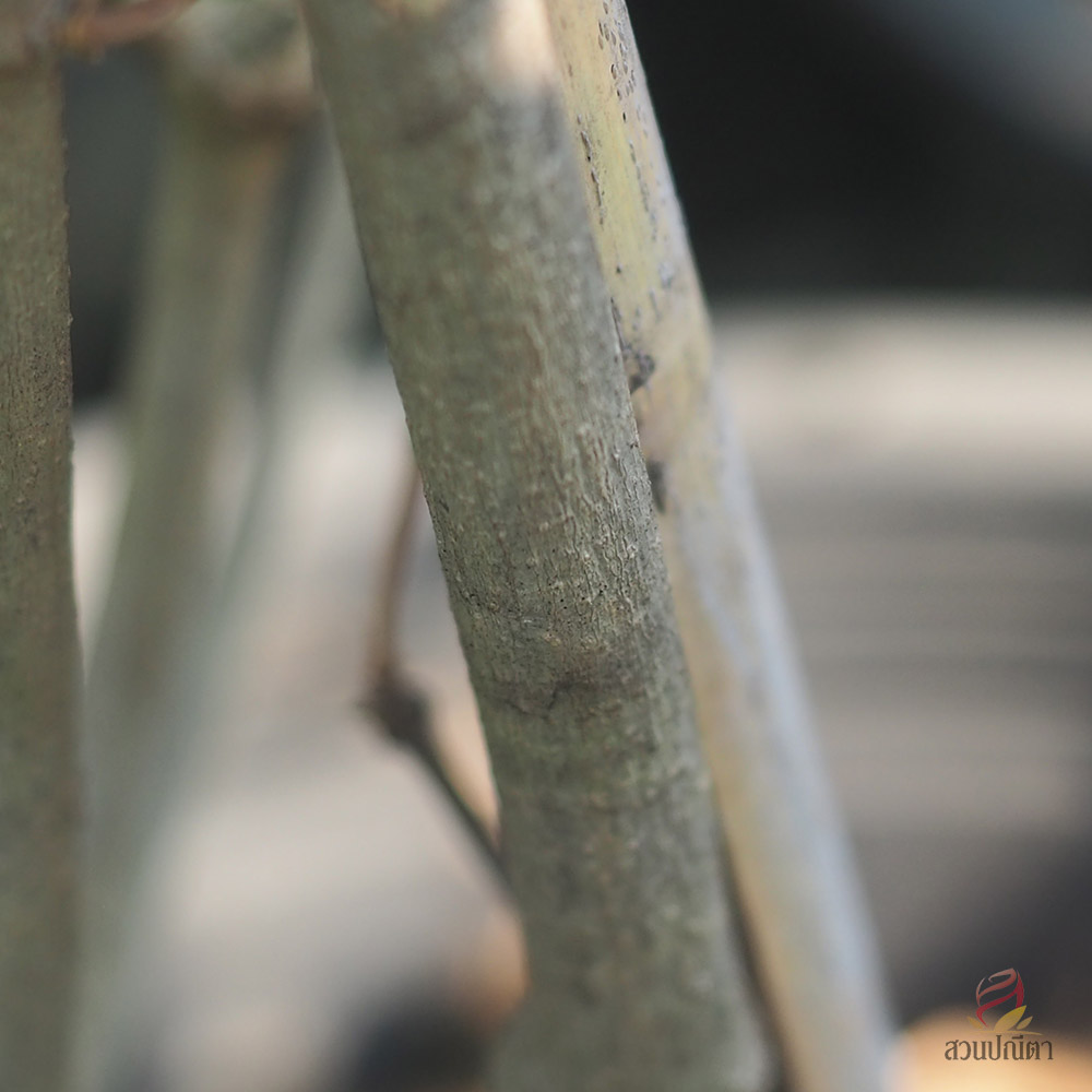 กระเทียมเถา