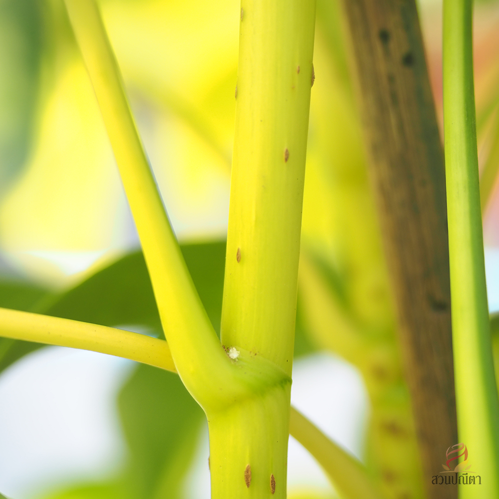 หนวดปลาหมึกด่าง