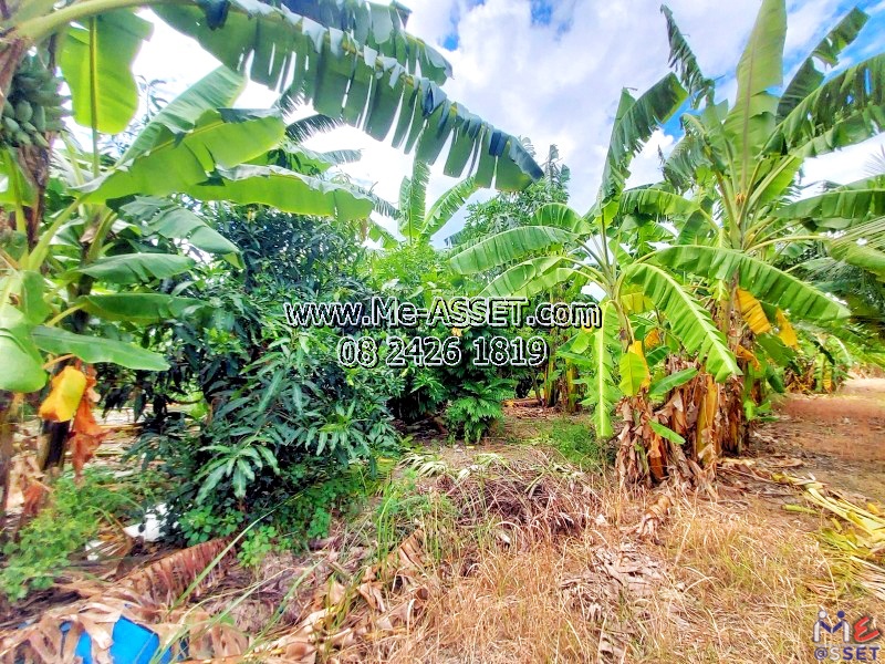 ขายที่ดินถมแล้ว โซนสวนหลวง กระทุ่มแบน เชื่อมเอกชัย บางบอน ใกล้นิคมอุตสาหกรรมสมุทรสาคร โรงงานซีพีเอฟ วัดศรีนวลธรรมวิมล : ซอยทองหลาง1 ใกล้บ้านทรัพย์ธำรงค์สวนวาสนา : 100 ตร.วา