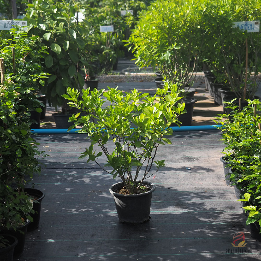 พุดซ้อน