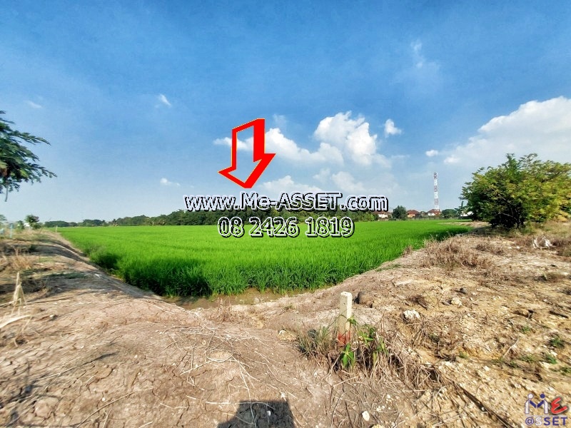 ขายที่ดินเปล่า ย่าน ดาวทอง ลานตากฟ้า นครชัยศรี นครปฐม : ใกล้หมู่บ้านพฤกษา 4 (ลานตากฟ้า) : 701 ตร.วา