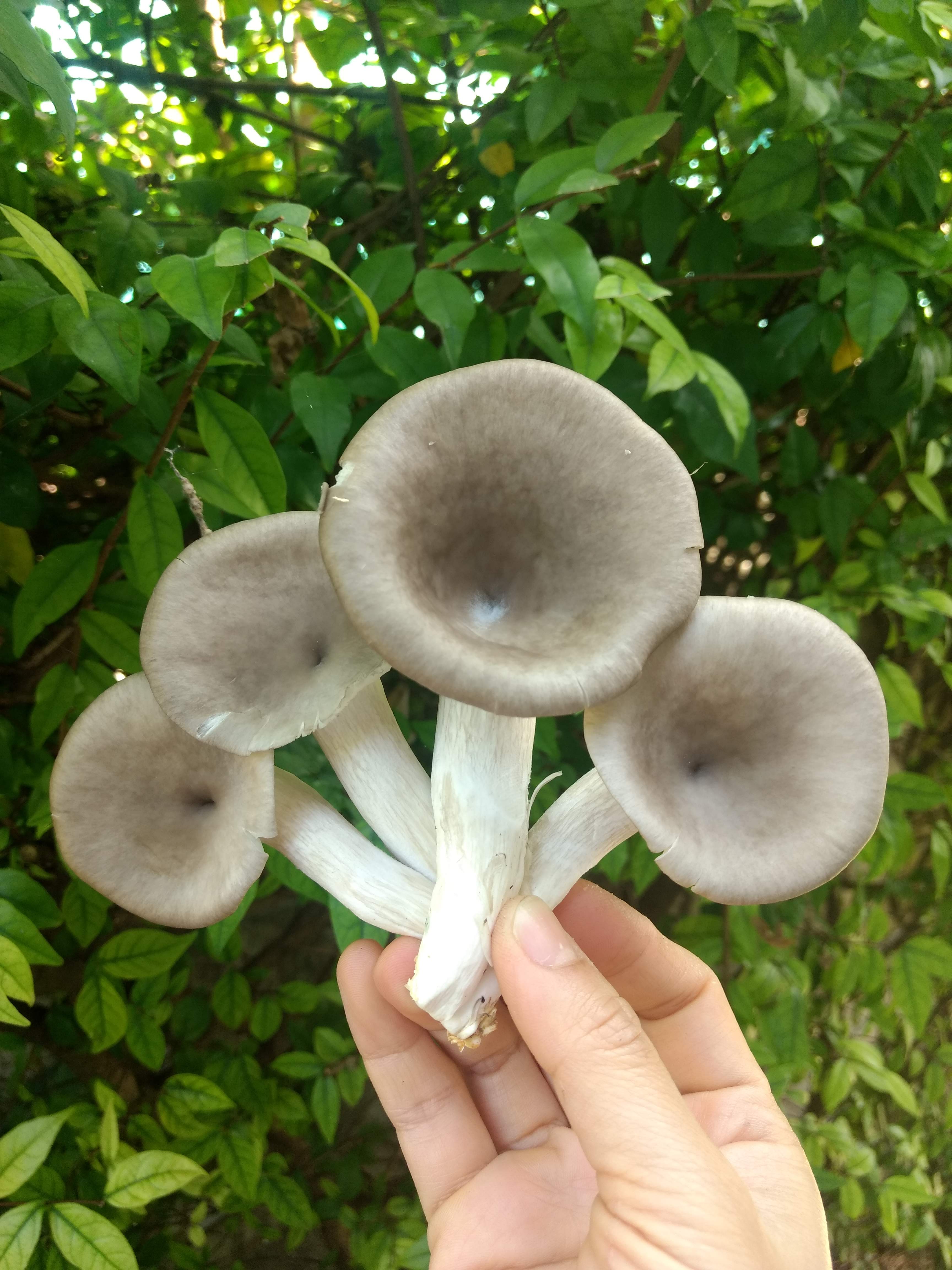 ชุดคิทเห็ดนางรมเทาพร้อมเปิด (Mushroom Ready To Grow Kit)