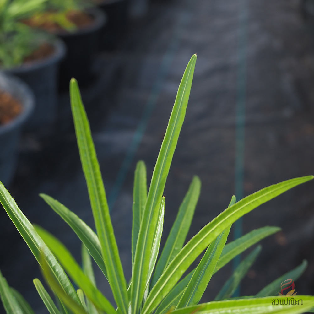 เล็บครุฑห้าแฉก