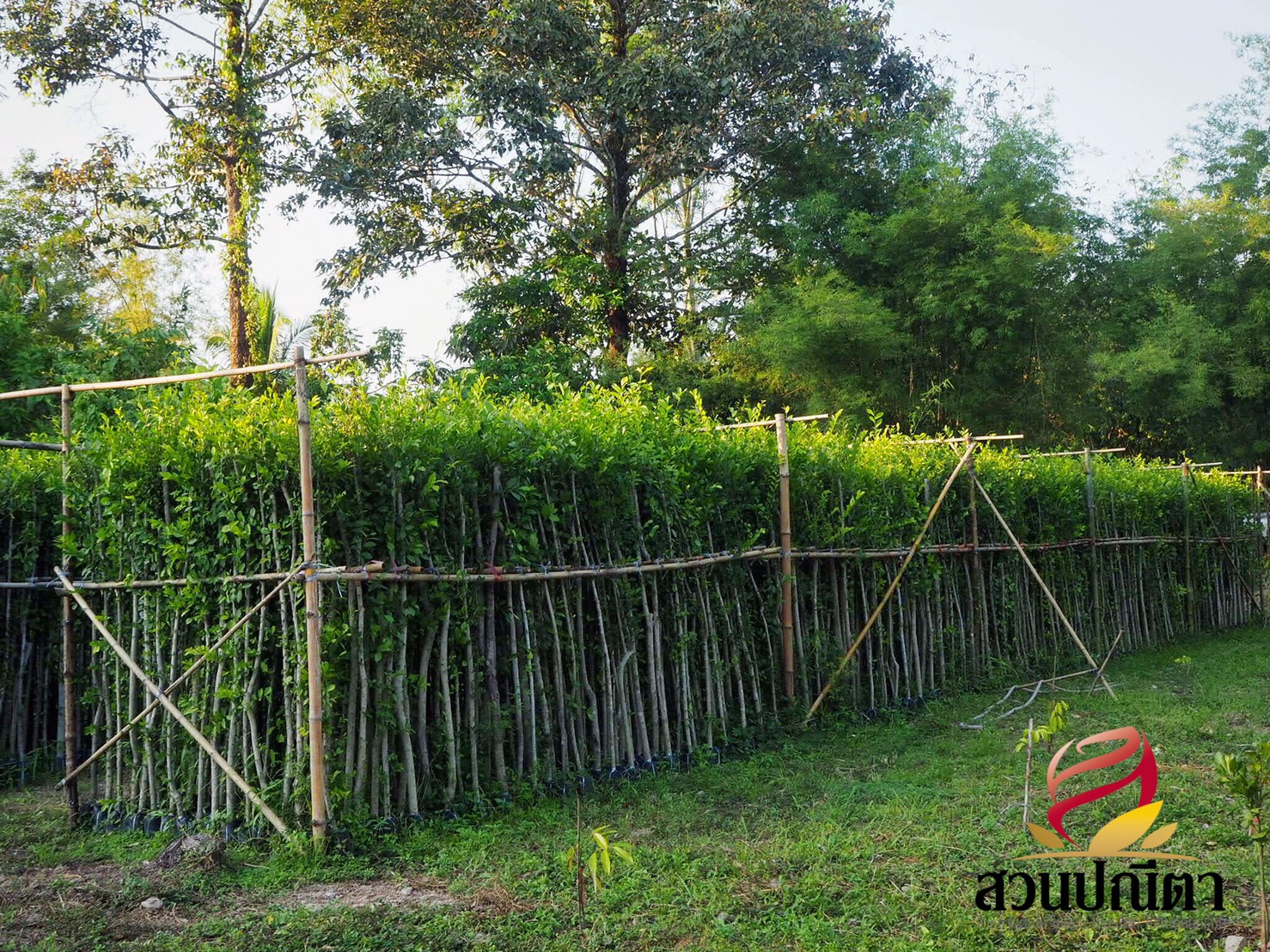 ข่อยรั้ว