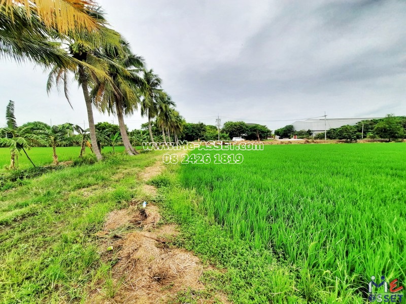 ขายที่ดินเปล่า ย่าน ลานตากฟ้า งิ้วราย มหาสวัสดิ์ : ใกล้ ม.พฤกษา 8 : 11-1-6 ไร่