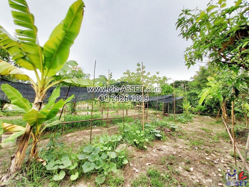 ขายที่ดินถมแล้ว ย่าน วัดมะเกลือ บางแก้วฟ้า คลองโยง ห้วยพลู ลานตากฟ้า : ใกล้คาเฟ่แมว Play With Cat Cafe : 168 ตร.วา