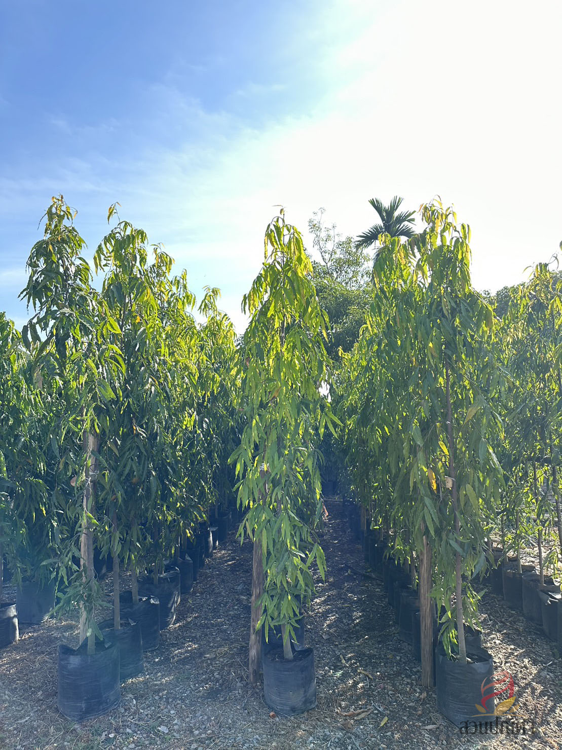 อโศกอินเดีย (ไซส์ถุง)