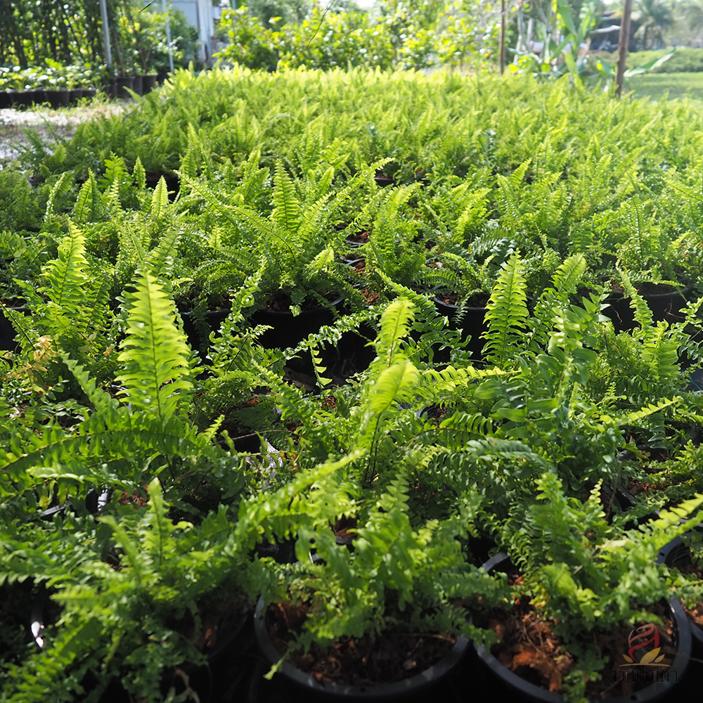 เฟิร์นบอสตัน