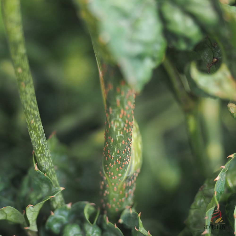 เล็บครุฑหยิบเงิน