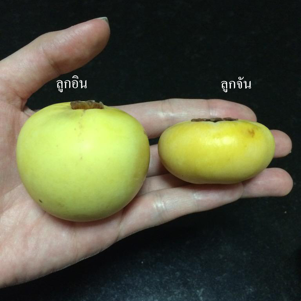 อินจัน (ไซส์ถุง)