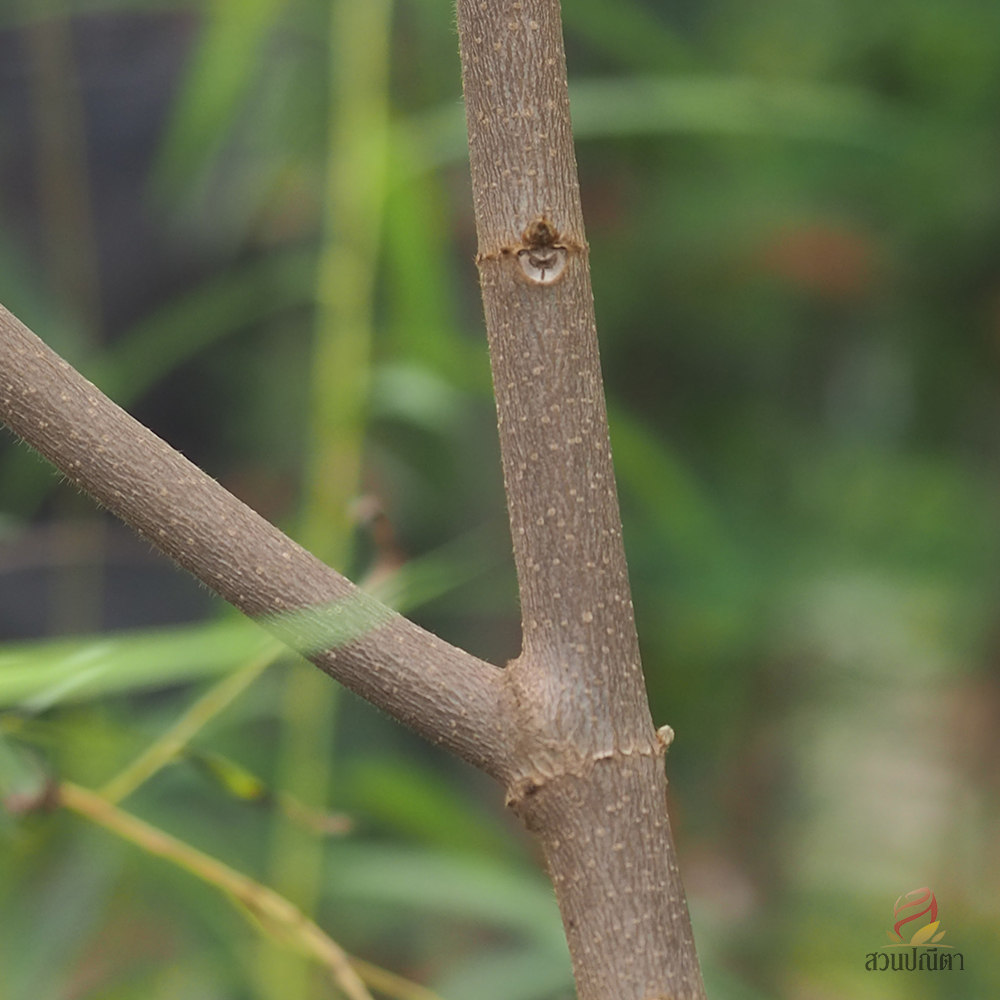 ดอนญ่าควีนสิริกิติ์