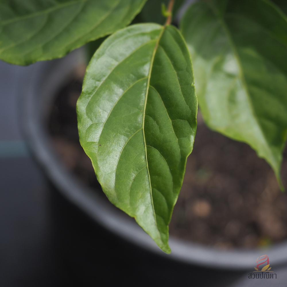 กระดังงาสงขลา