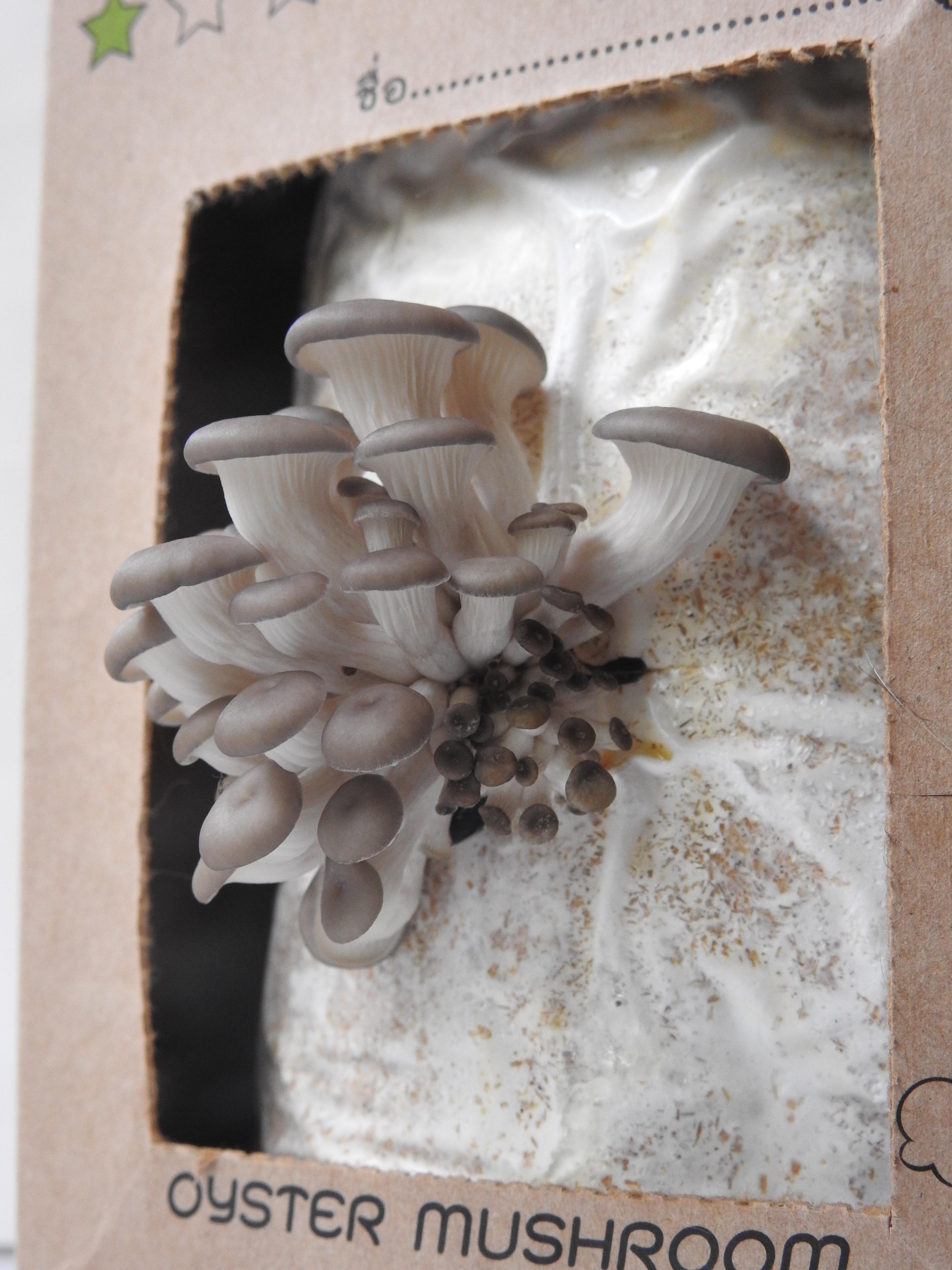 ชุดคิทเห็ดนางรมเทาพร้อมเปิด (Mushroom Ready To Grow Kit)