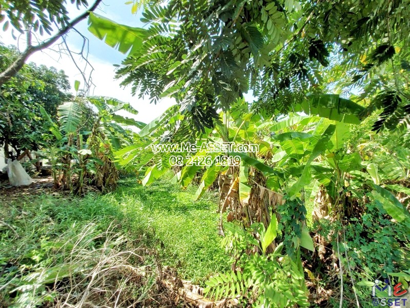 ขายที่ดินเปล่า ติดถนน ย่าน ศาลายา มหาสวัสดิ์ บ้านศาลาดิน ลานตากฟ้า พุทธมณฑล : ติดเซเบียงคาเฟ่ : 200 ตารางวา