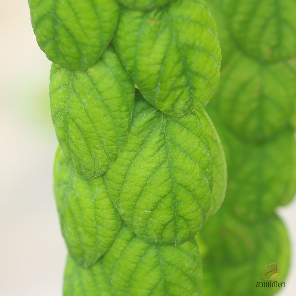 เปียนางฟ้า