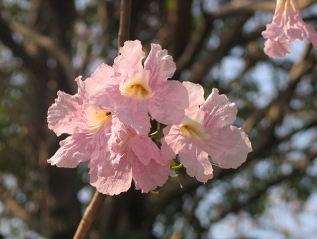 ชมพูพันธุ์ทิพย์