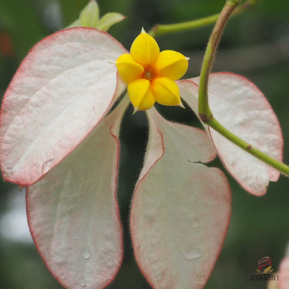 ดอนญ่าควีนสิริกิติ์