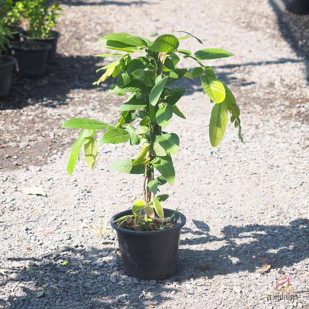 เปียนางฟ้า