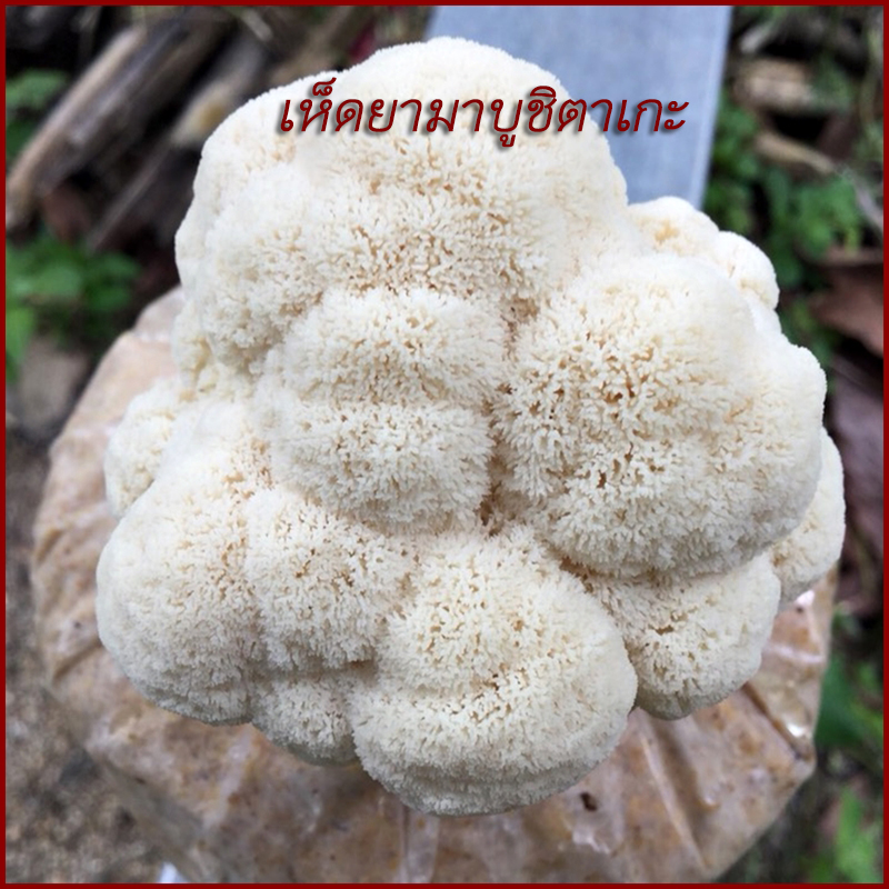 ชิตาเกะ พลัส (Shiitake Plus) ผลิตภัณฑ์เสริมอาหาร บำรุงร่างกาย เสริมสร้างภูมิคุ้มกัน คุณค่าจากเห็ด 3 ชนิด(2กล่อง 60 แคปซูล)