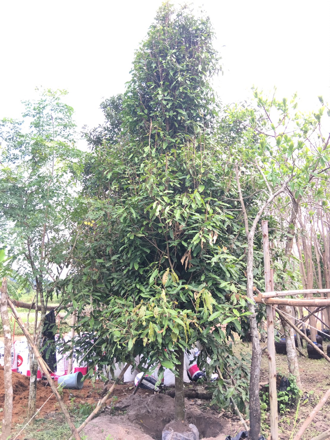 จันทน์กะพ้อ