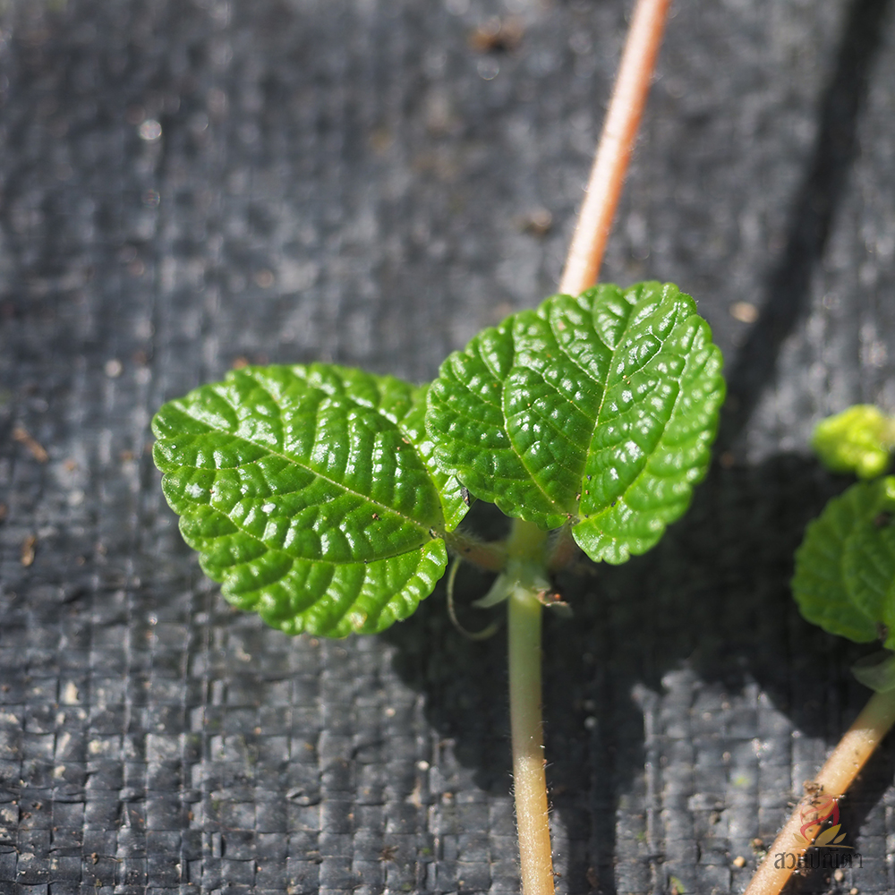 ต้นมิ้นท์ประดับ / สะระแหน่ประดับ