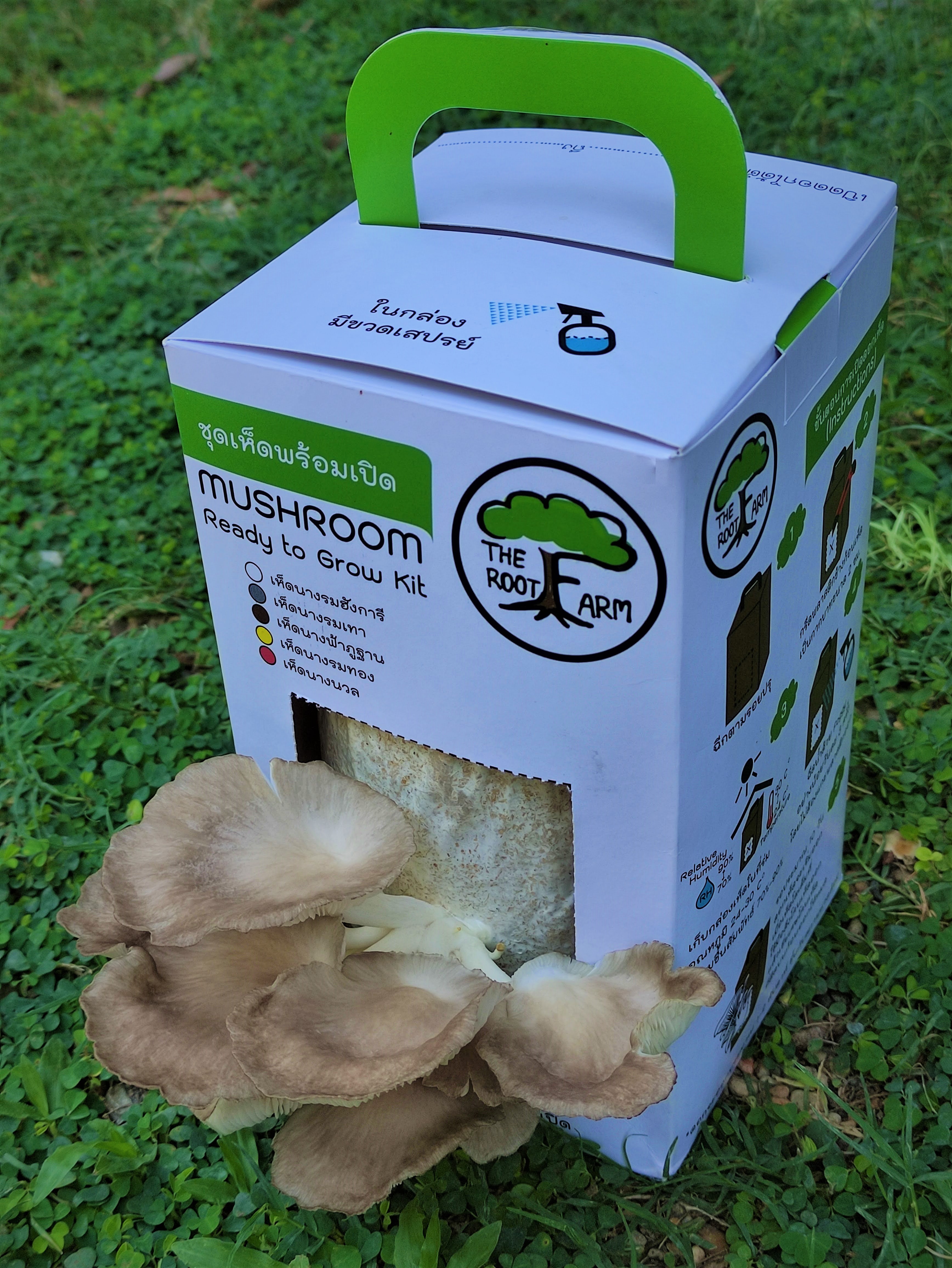 ชุดคิทเห็ดนางฟ้าภูฐานพร้อมเปิด (Mushroom Ready To Grow Kit)