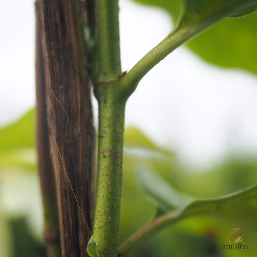 ดอนญ่าชมพู