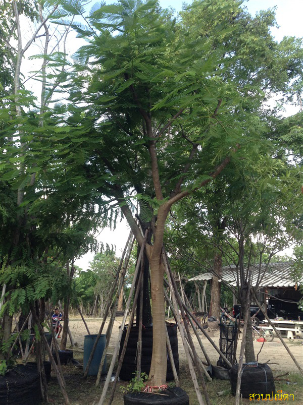 หางนกยูงฝรั่ง