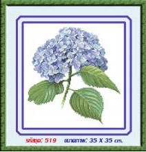 hydrangea