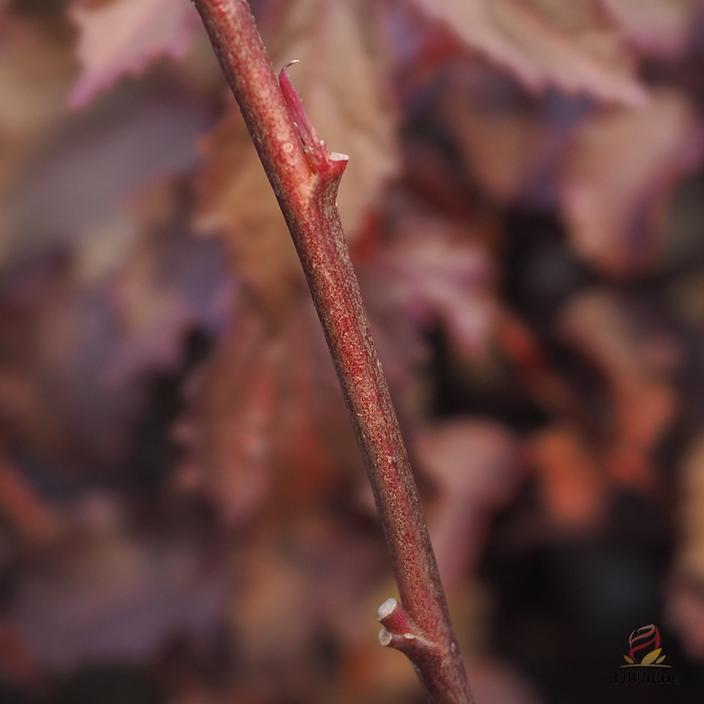 ชบาเมเปิ้ล