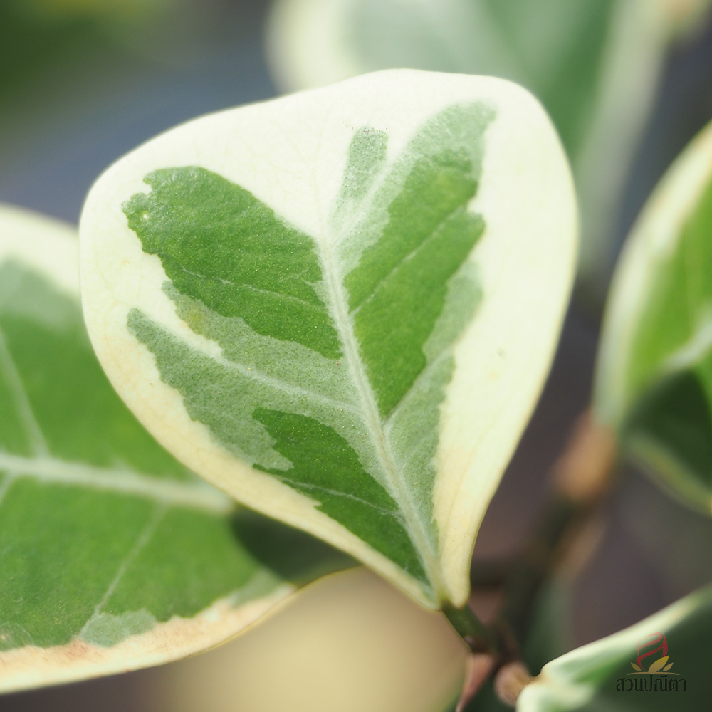 หัวใจเศรษฐี