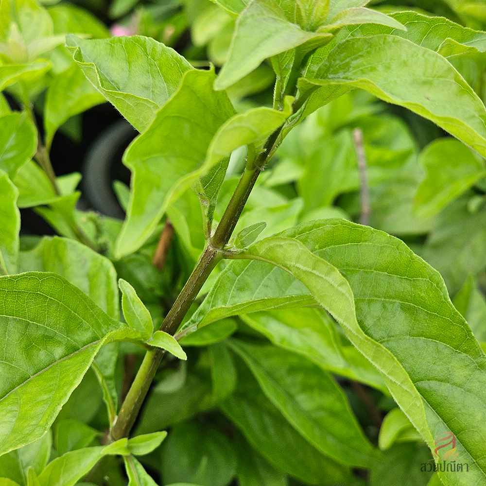 อเมริกันบิวตี้