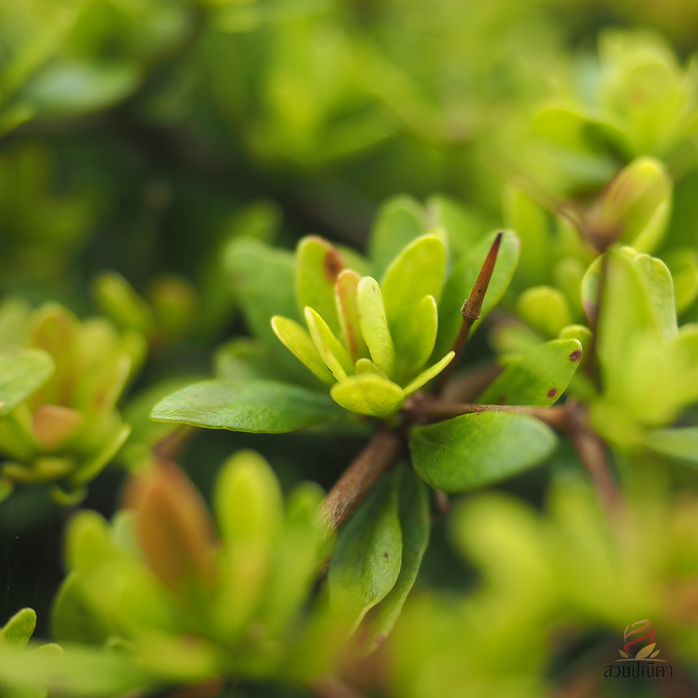 หูกระจงแคระ